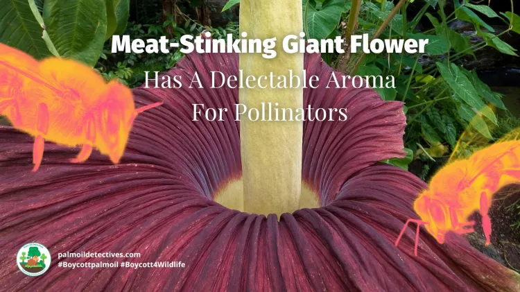 Meat-Stinking Giant Flower Has A Delectable Aroma For Pollinators