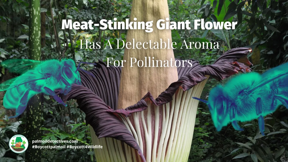 Meat-Stinking Giant Flower Has A Delectable Aroma For Pollinators