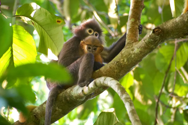 A juvenile hybrid with its Phayre’s langur father in Satchari National Park. Image by Rasel Debbarma.