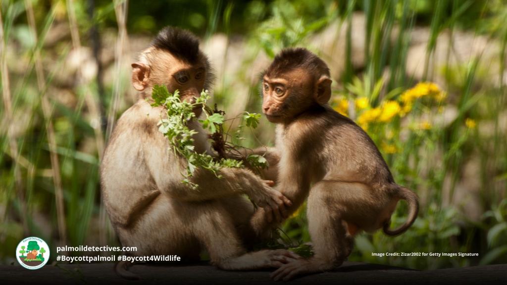 Palm oil plantations increase risk of infant death for Southern Pig-tailed Macaques, primates