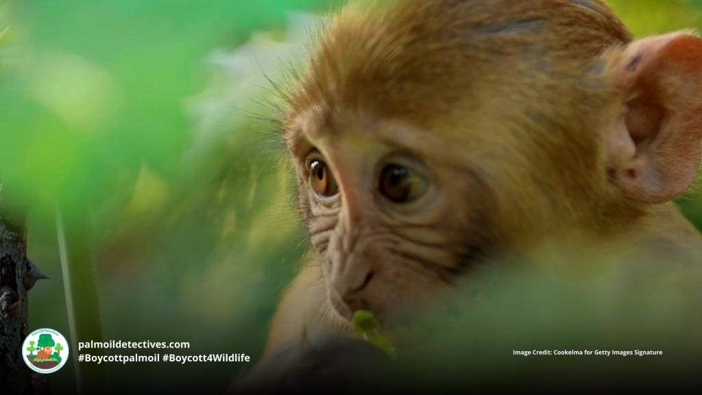 Palm oil plantations increase risk of infant death for Southern Pig-tailed Macaques, primates