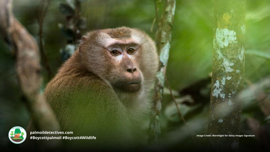 Palm oil plantations increase risk of infant death for Southern Pig-tailed Macaques, primates