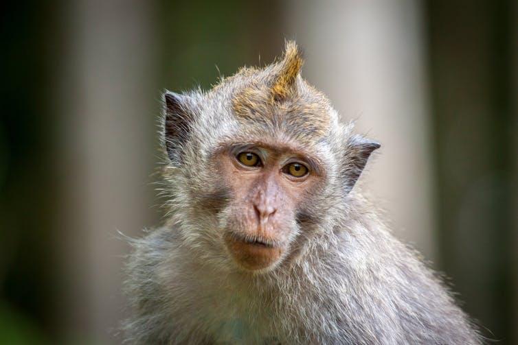 Crab-eating macaques have tiny noses by comparison. Erik Klietsch/Shutterstock