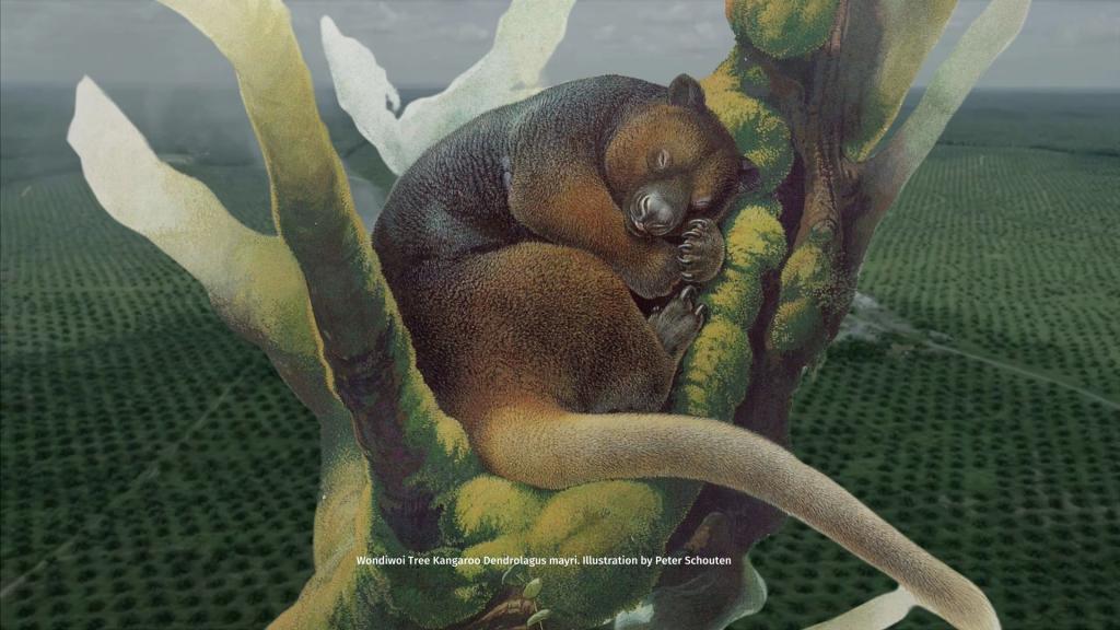 Encountering the World's Most Endangered Kangaroo: The Wondiwoi Tree Kangaroo | Illustration Peter Schouten