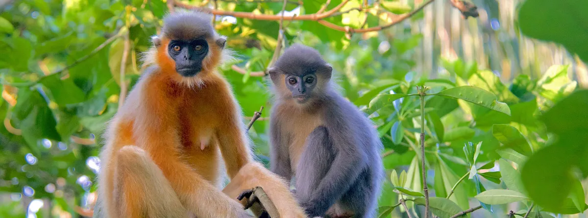 Beautiful and Doomed: Saving Bangladesh’s Langurs From Extinction