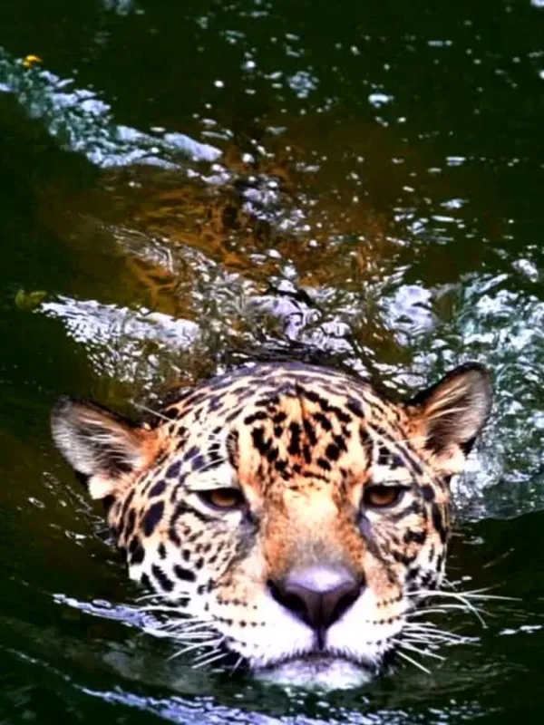 Jaguar Panthera onca