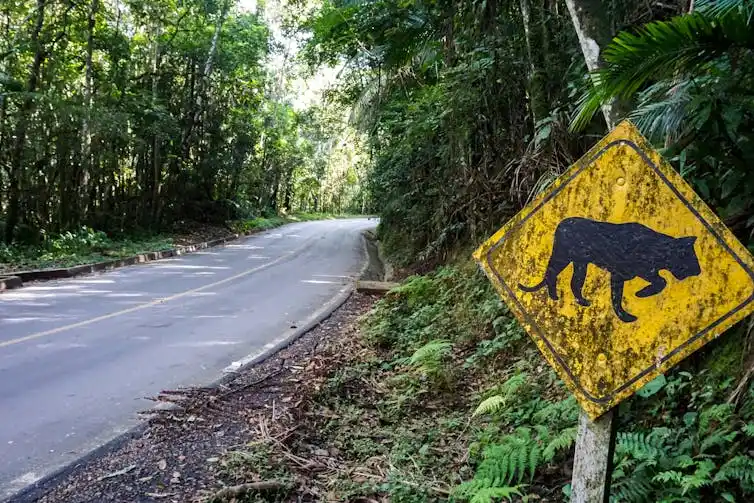 A road in Brazil which drives deep into jaguar habitat. Ricardo de O. Lemos/Shutterstock