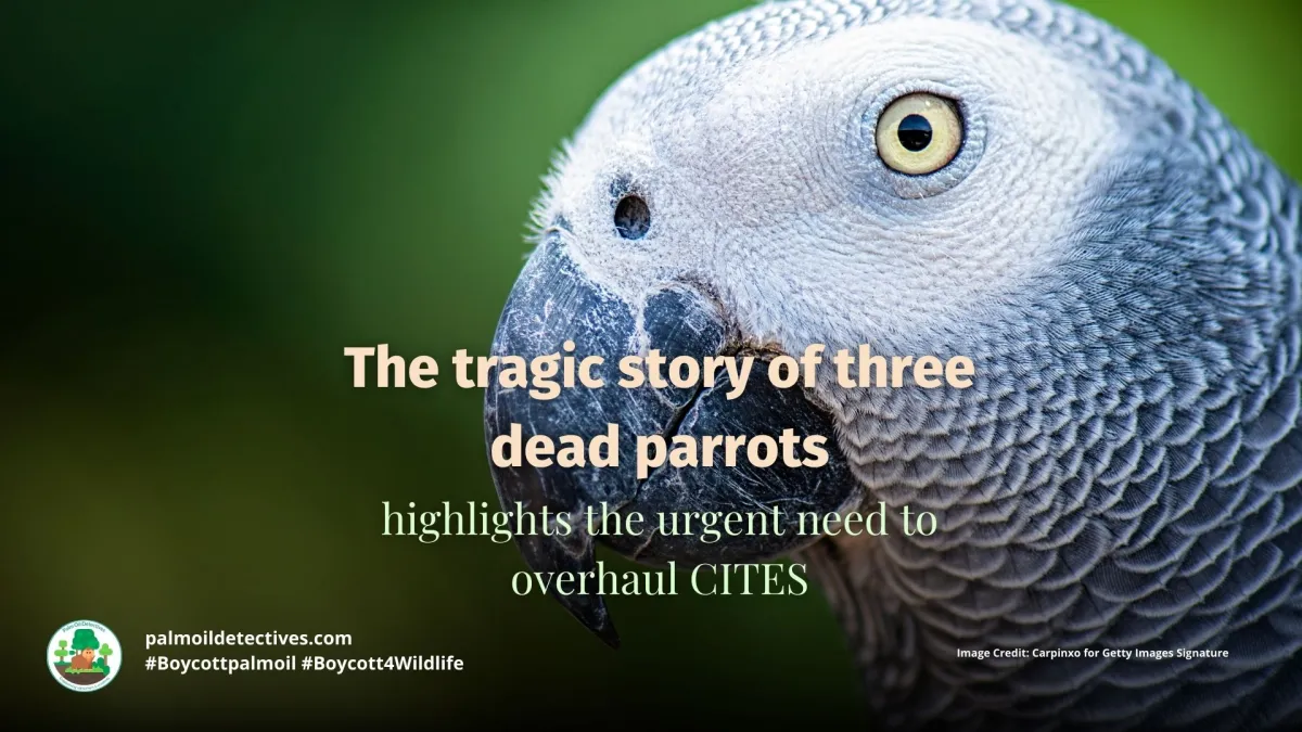 Parrot Deaths Highlight Urgent Need to Reform CITES