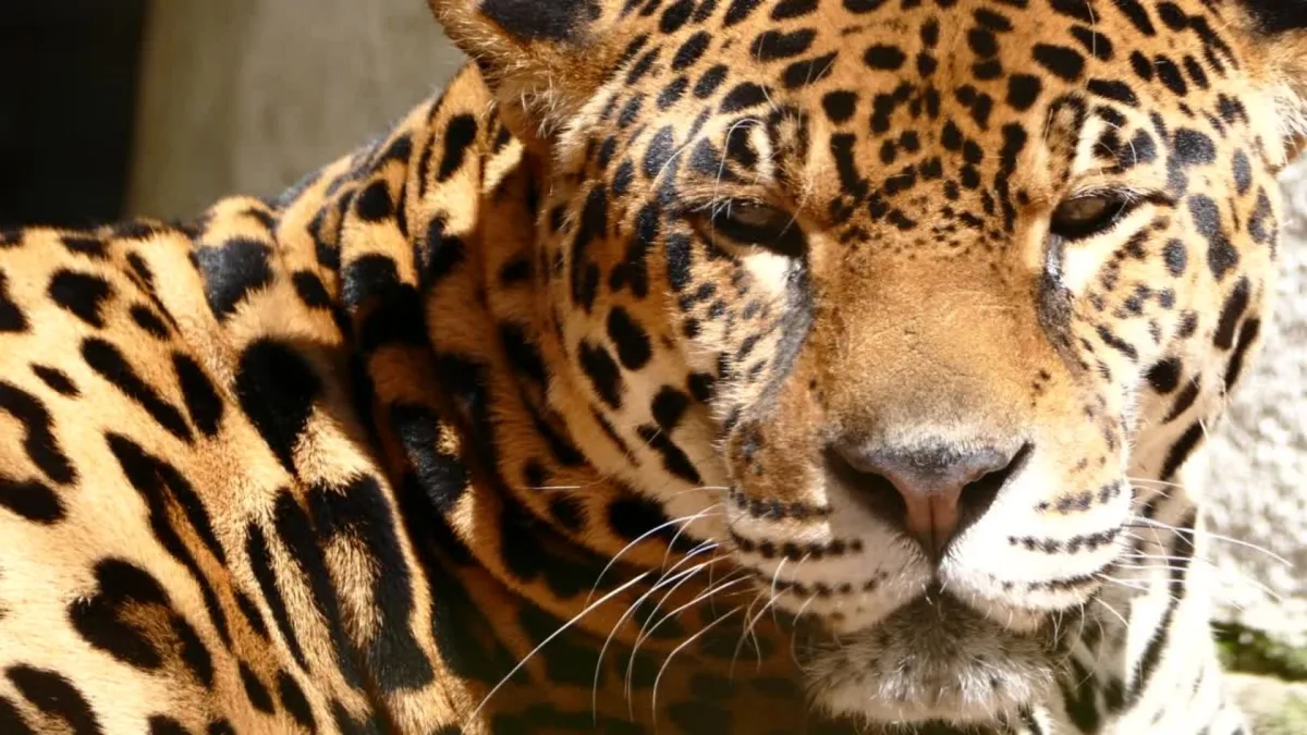 Jaguars and Pumas Eat More Monkeys in Damaged Forests