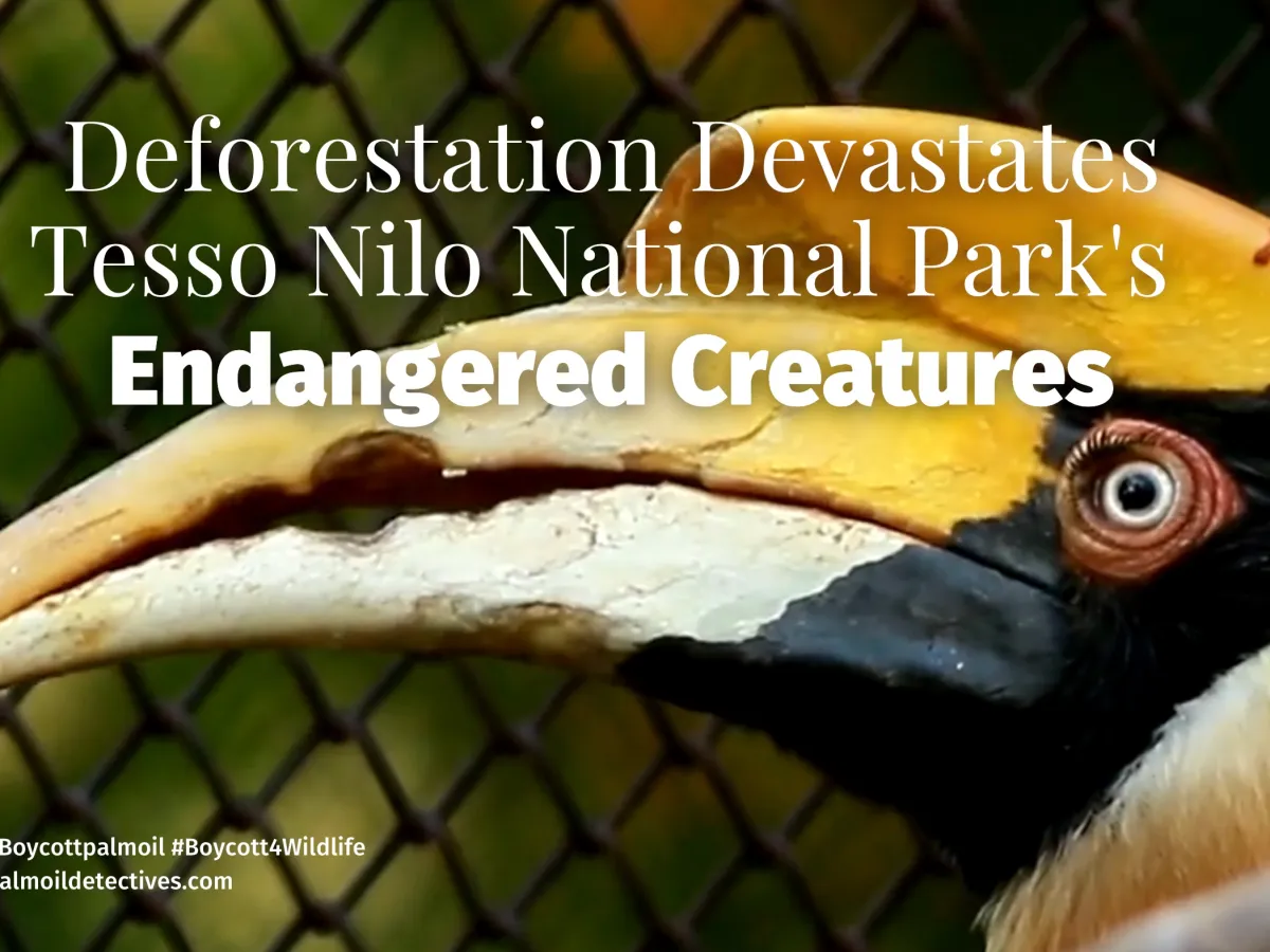 Deforestation Devastates Tesso Nilo National Park’s Endangered Creatures