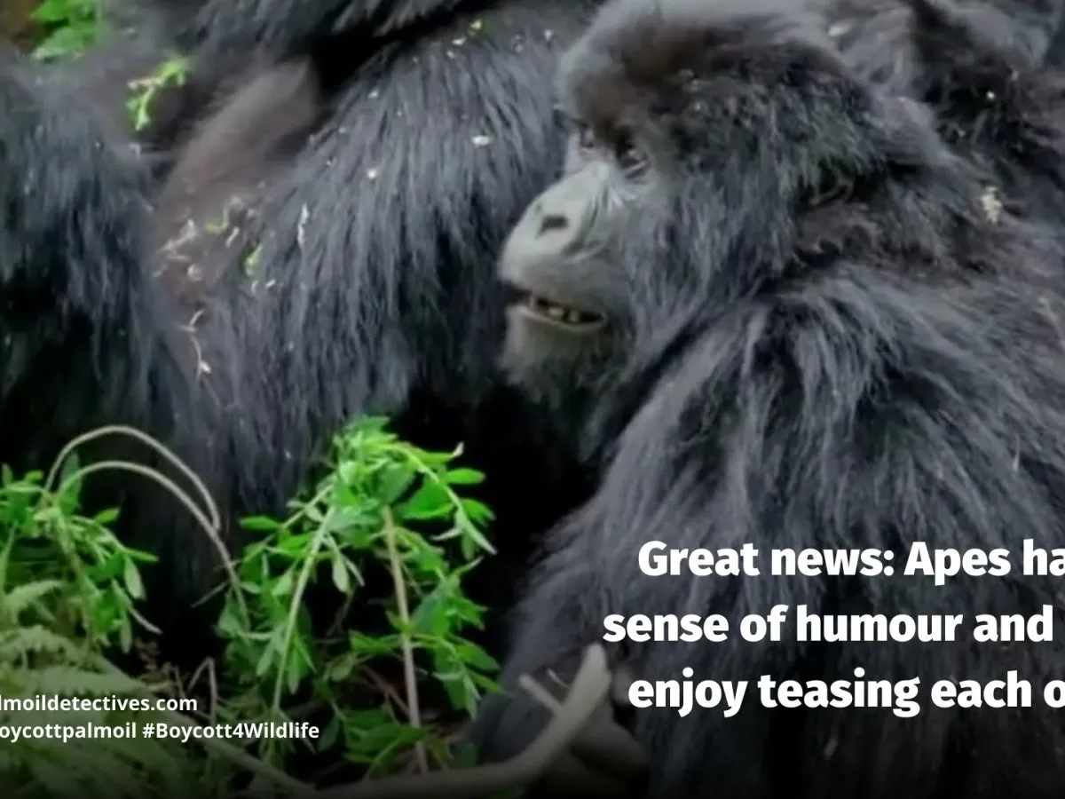 Apes Enjoy Joking and Teasing Each Other