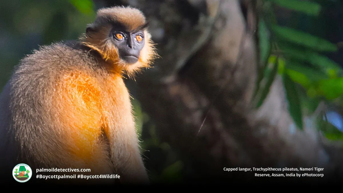 Capped Langur Trachypithecus pileatus