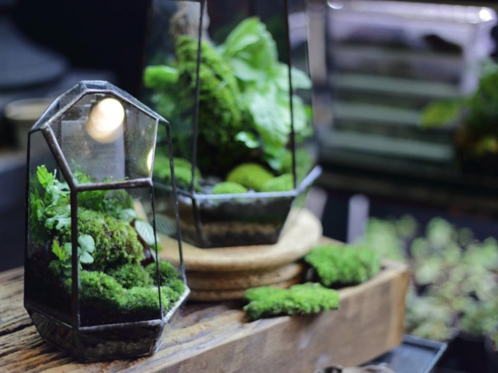 terrarium