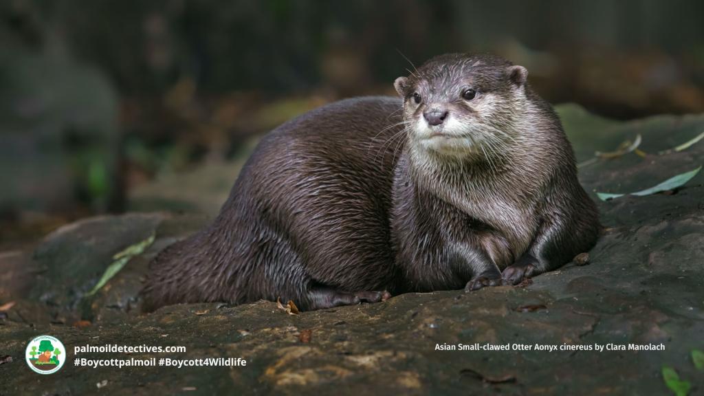 Asian Small-clawed Otter Aonyx cinereus by Clara Manolach