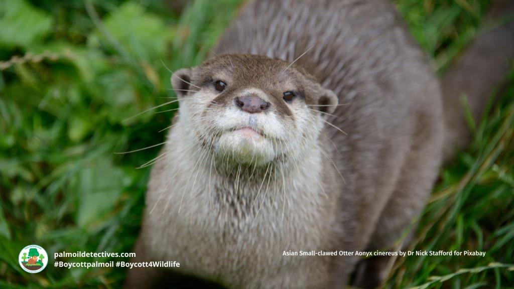 Asian Small-clawed Otter Aonyx cinereus by Dr Nick Stafford for Pixabay