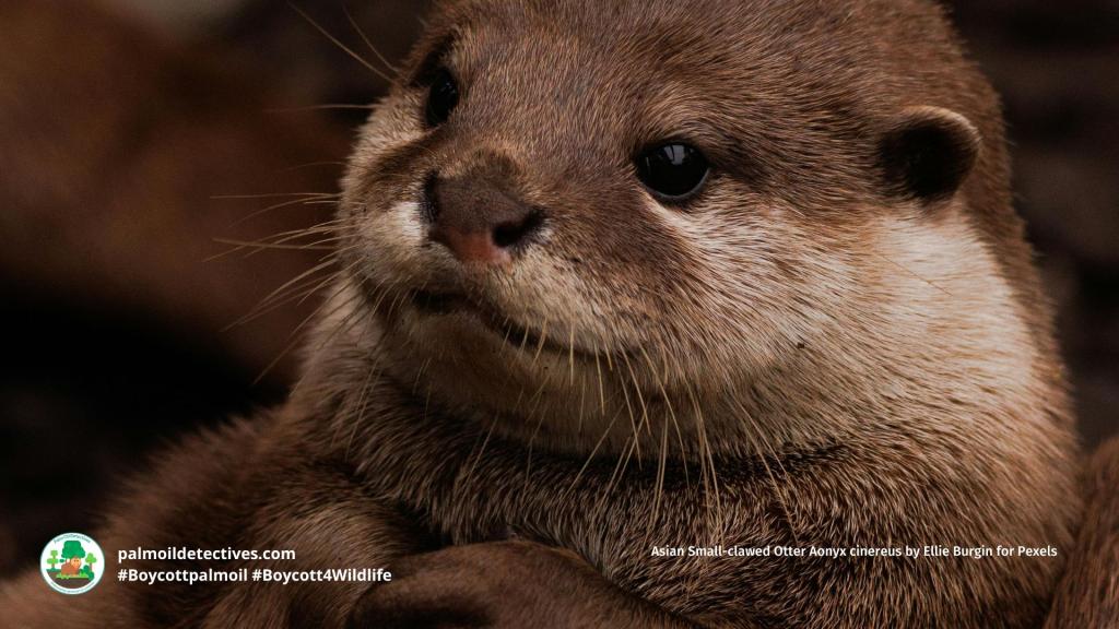 Asian Small-clawed Otter Aonyx cinereus by Ellie Burgin for Pexels