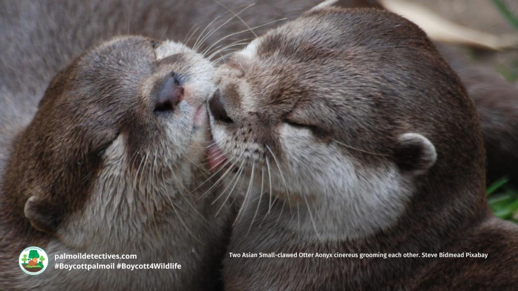 Two Asian Small-clawed Otter Aonyx cinereus grooming each other. Steve Bidmead Pixabay