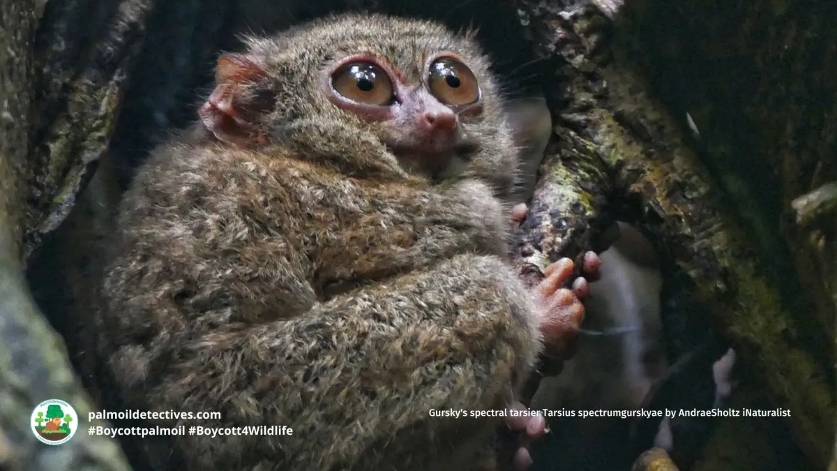 Gursky’s Spectral Tarsier Tarsius spectrumgurskyae