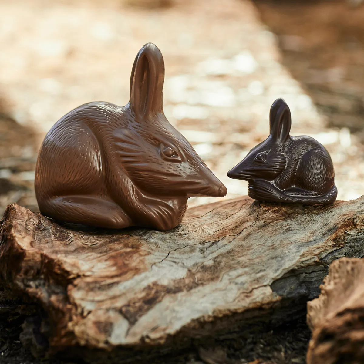 chocolate Bilby