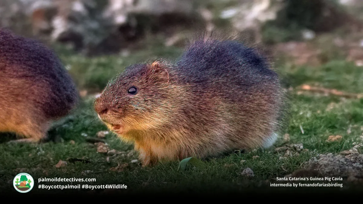 Santa Catarina’s Guinea Pig Cavia intermedia