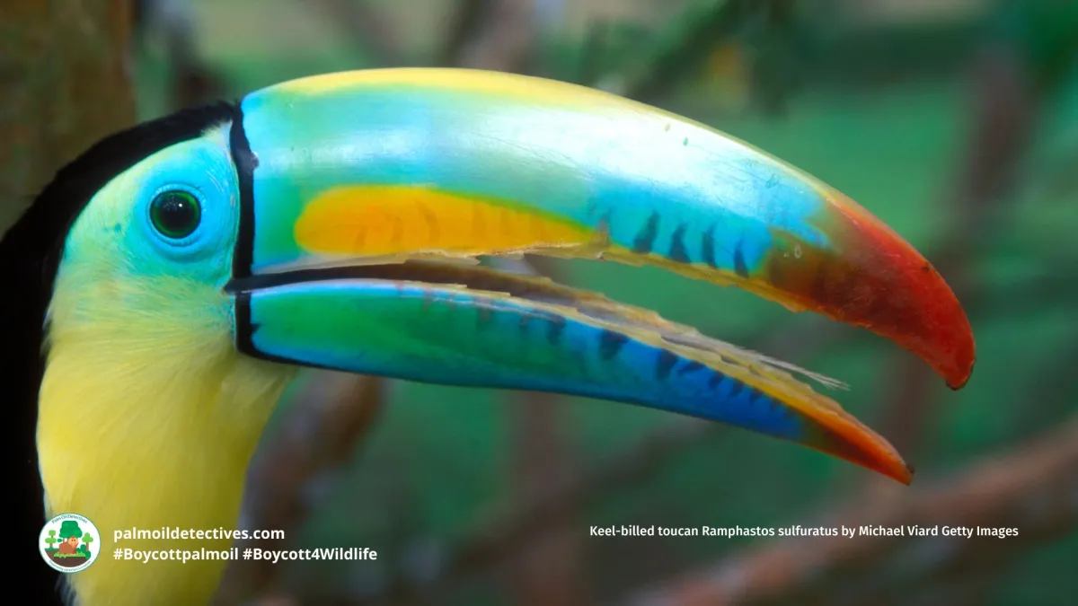Keel-billed Toucan Ramphastos sulfuratus