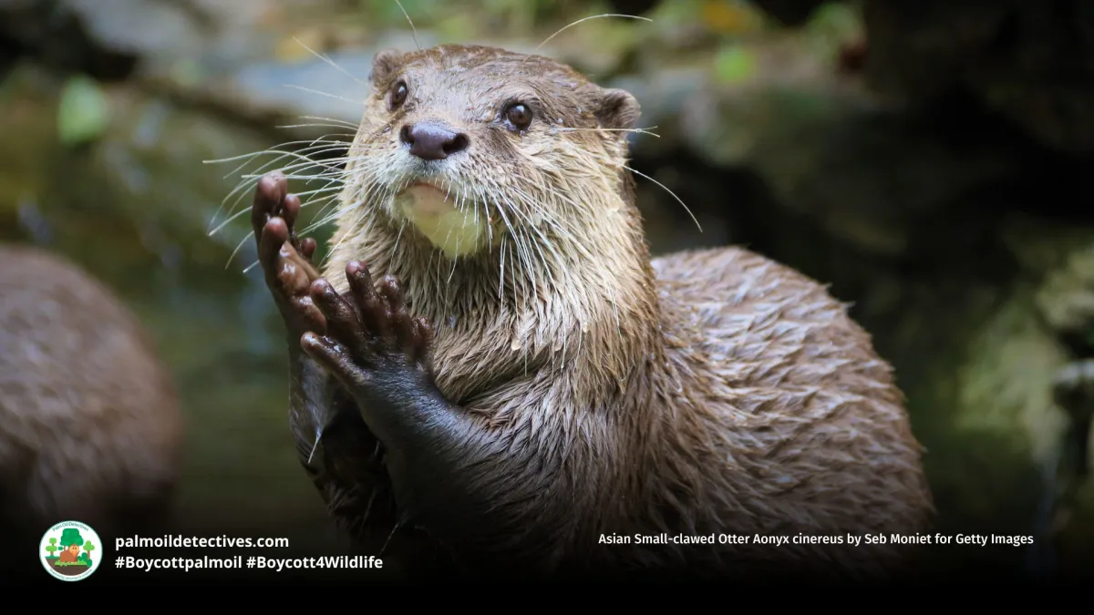 Asian Small-clawed Otter Aonyx cinereus