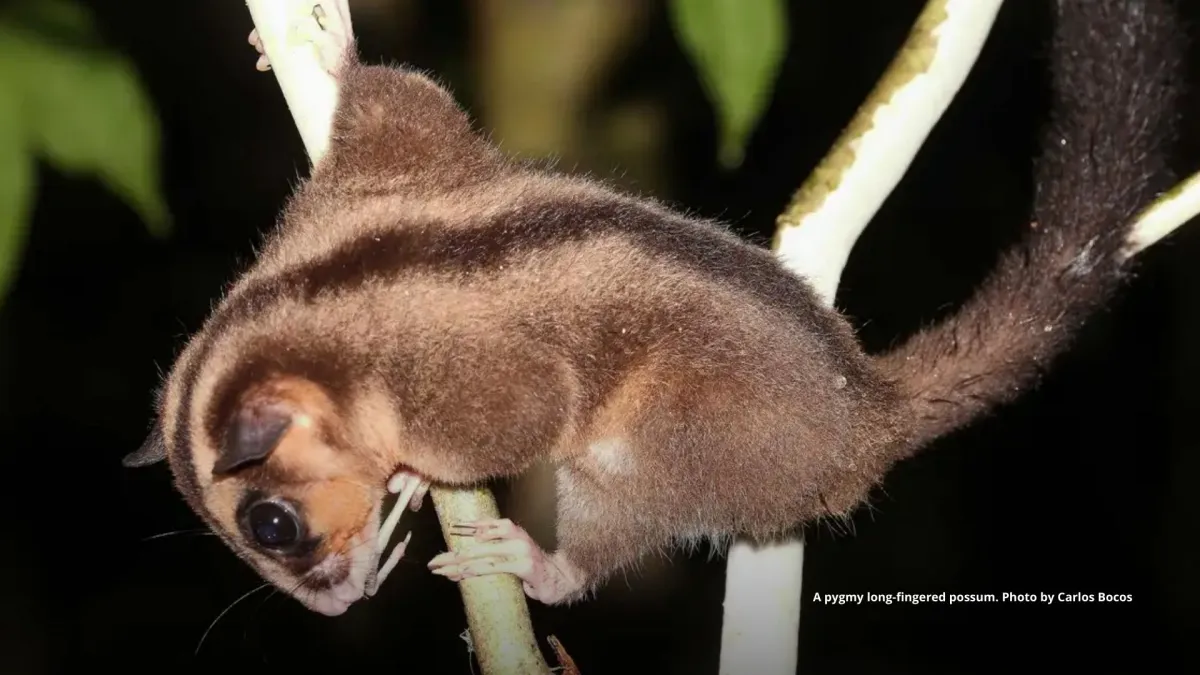 Marsupials thought extinct for 6,000 years found in West Papua