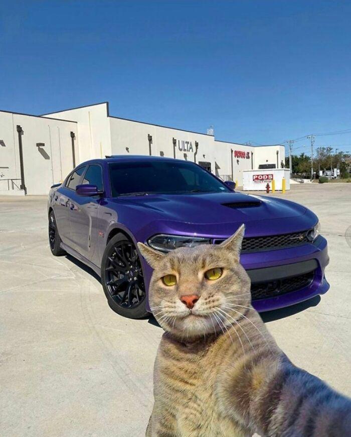 Cat selfie