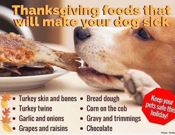 Foods Safe/Not Safe For Dogs