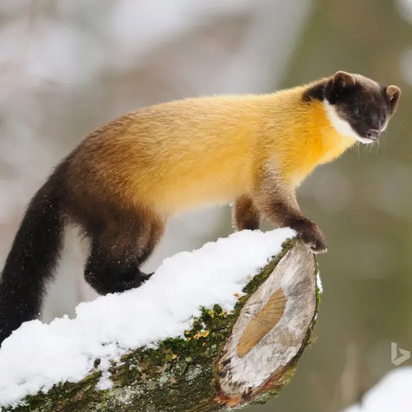 marten