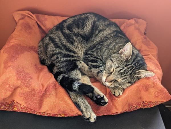 A Classic Tabby cat napping in his bed with an orange cover against a retro shade of orange wall. 
