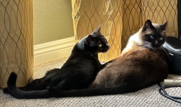 A black cat and a Siamese laying in the sun looking over their shoulders at the camera
