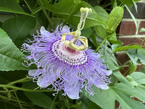 Almost alien looking Purple Passion Flower with its stringy leaves and green and golden crown