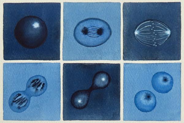 grid of six squares in blue watercolor depicting stages of cell division 