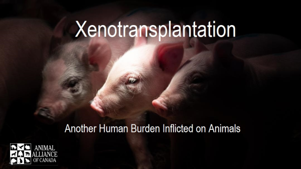 Xenotransplantation
Another Human Burden Inflicted on Animals
ANIMAL ALLIANCE OF CANADA
