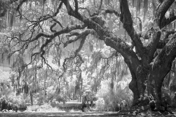 The image is a 3 wide by 2 high monochrome digital photograph. A large oak with multiple trunks is at the right of the frame. Branches reach up and across the scene, with Spanish moss draped from them. The infrared filter used to take the photograph renders the sun-warmed leaves and background foliage in bright tones compared to the tree trunk.