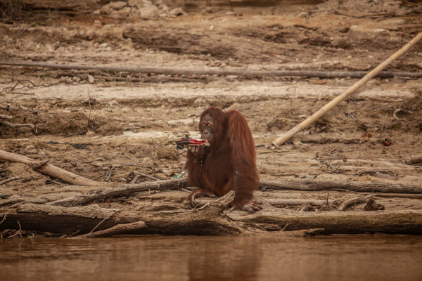 Image: an orangutan drinks dirty water from a food wrapper. #News: #RSPO member and #palmoil co. First Resources uses an array of shadow companies to disguise that they have the highest rate of #deforestation in SE Asia finds a new Gecko Project and @icij@mastodon.social report. 

"Sustainable" palm oil is #greenwashing! Make sure you always #Boycottpalmoil #Boycott4Wildlife https://thegeckoproject.org/articles/chasing-shadows/
