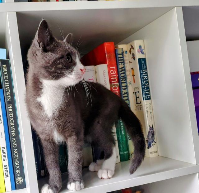 Grey & white kitten posing on white bookshelves in front of natural history books 