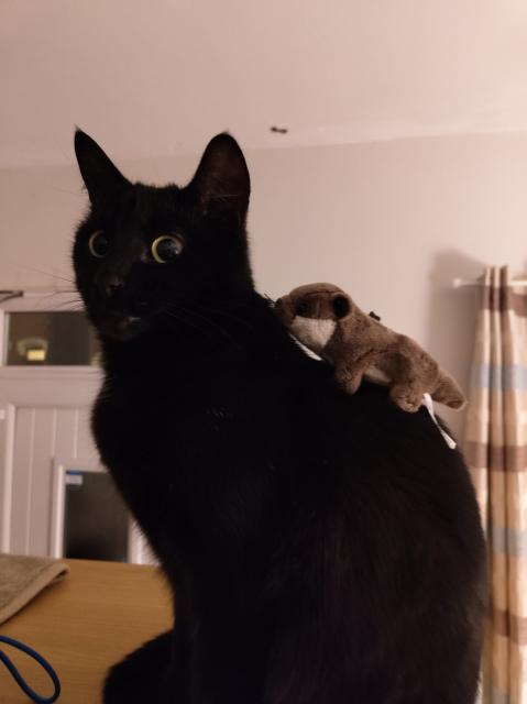 A cute black cat, Bart, sat in centre frame looking slightly off to the left. On his back is perched a small brown toy otter, that he hasn't noticed.