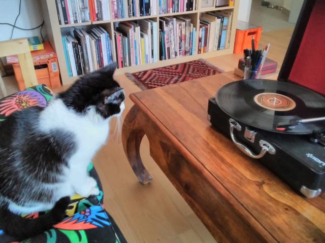 cat looking at record player