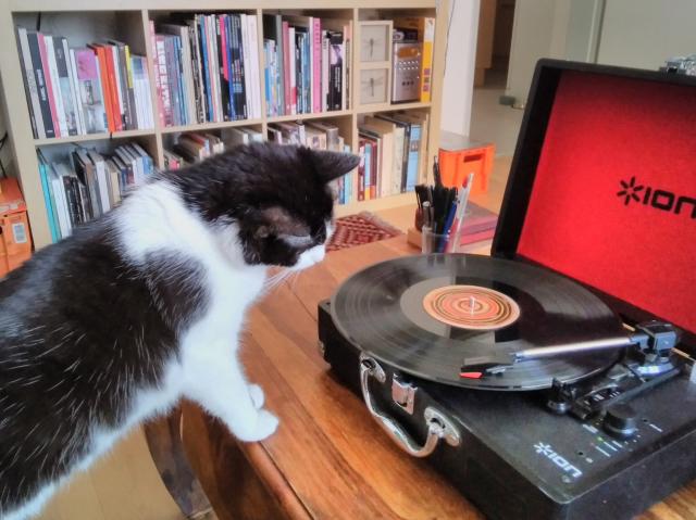 cat looking at record player more closely