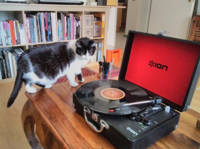 cat looking at record player from another angle