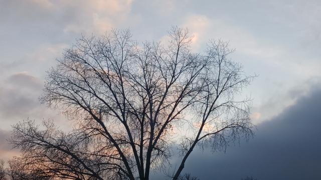 Looking up at a tree with a cool winter sky