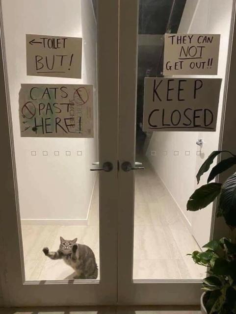 Cat wants out