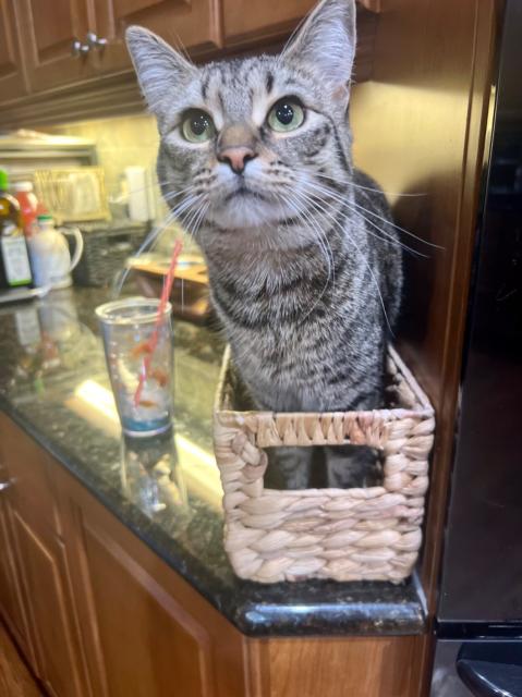 A tisket
A tasket
A brown tabby
In a basket