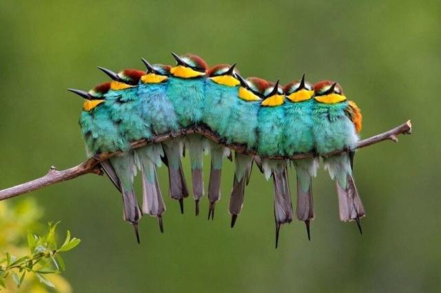 Not a caterpillar - On a frosty May morning, a group of European Bee-eaters perched on a branch gave the impression of a caterpillar at first glance. The vibrant colours of their feathers, with shades of green, blue, and yellow, seemed to blend together and create a fluffy, caterpillar-like appearance. It's also a winning image in Adult Category of European Wild Wonders photo competition, November 2011. José Luis Rodríguez 
