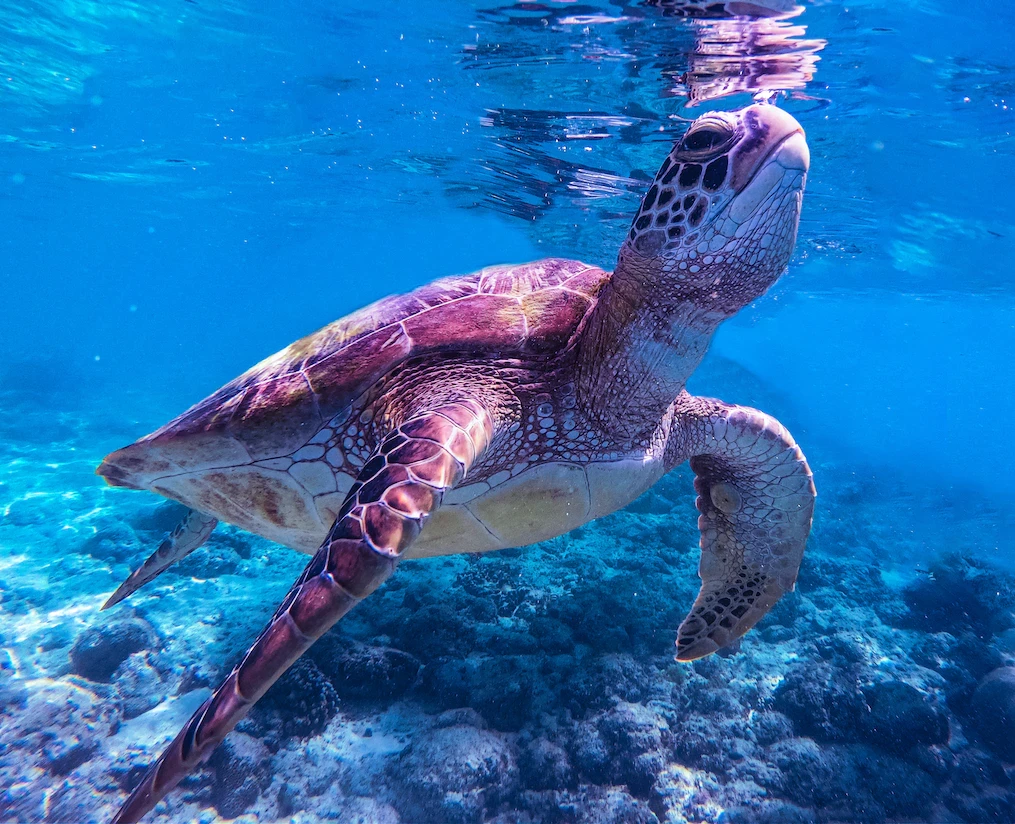 A sea turtle pokes its head above the surface. By Jeremiah Del Mar via unsplash.