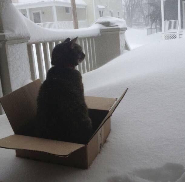 A photo of a cat, sitting in a box, staring out from the porch at the street, and it’s covered in deep snow drifts. 