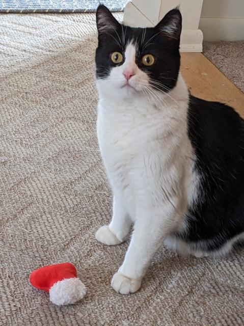 A wide-eyed tuxedo cat sits with a Christmas stocking toy at his feet.