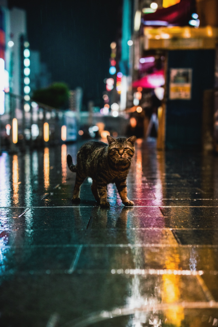 A stray cat that appeared in the neon city of Osaka while it was raining. 